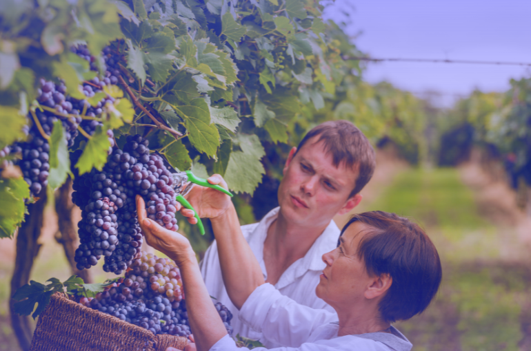 La Vendimia en Francia: el inicio de la magia del vino