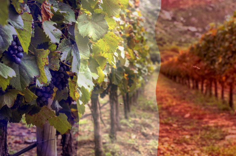 Algunas variedades de uva en Francia